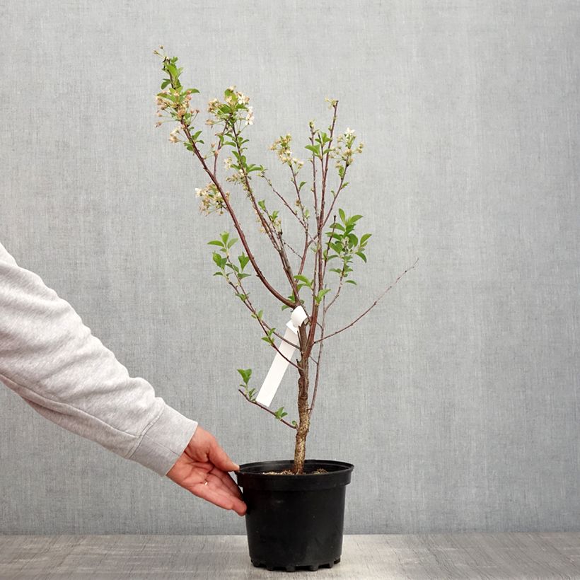 Spécimen de Cerisier nain Carmine Jewel - Griottier - Pot de 2L/3L tel que livré au printemps