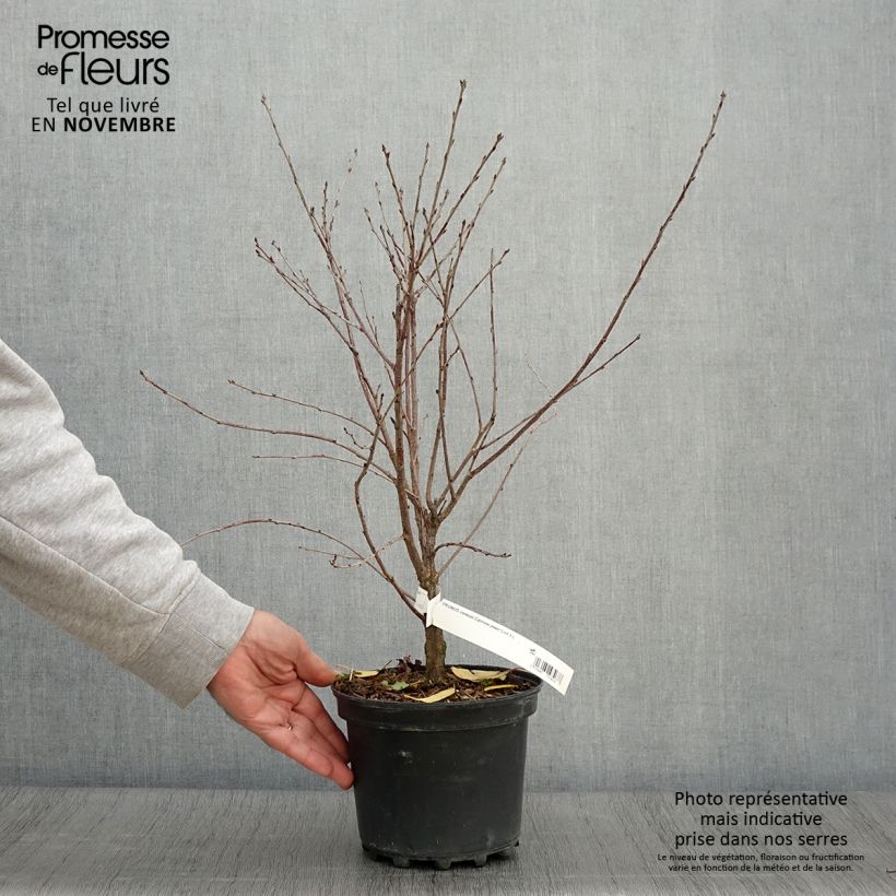 Spécimen de Cerisier nain Carmine Jewel - Griottier Pot de 2L/3L tel que livré en automne