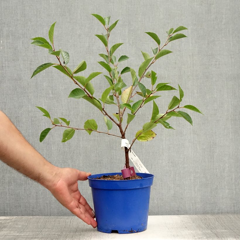 Spécimen de Cerisier nain Cherry Baby Pot de 2L/3L, Touffe tel que livré en été