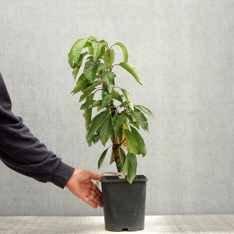 Spécimen de Cerisier nain Fruit Me Cherry Me Burlat Pot de 4L tel que livré en été