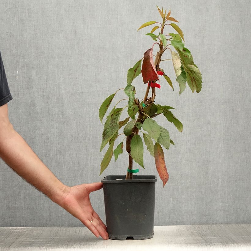 Spécimen de Cerisier nain Fruit me Cherry Me Lapins - Pot de 4L/5L tel que livré en été