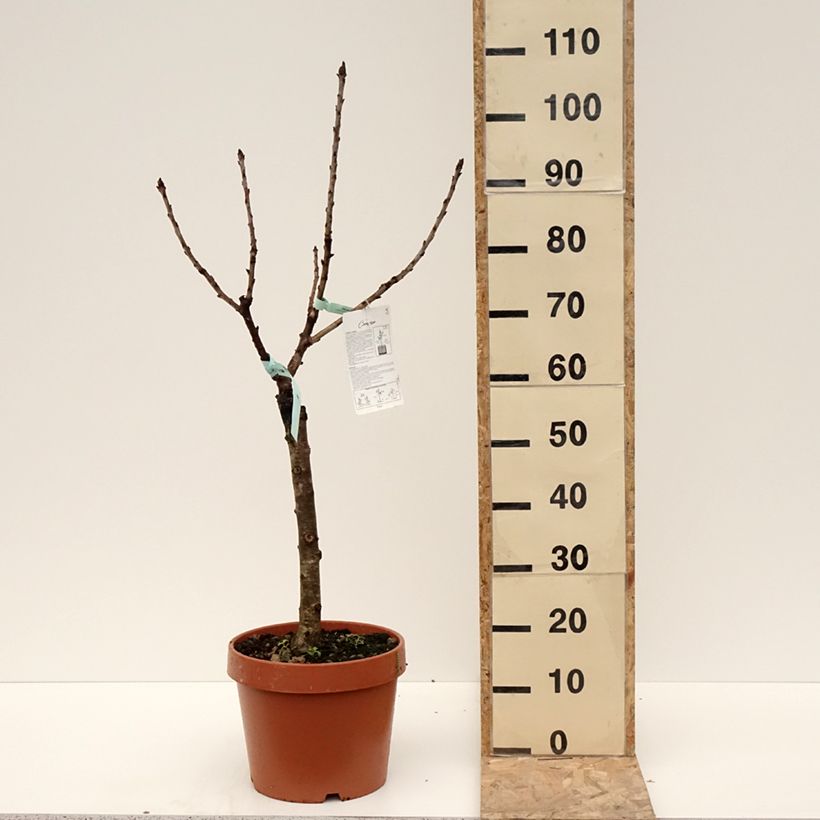 Spécimen de Cerisier nain Garden Bing en pot de 6L/7L tel que livré en hiver