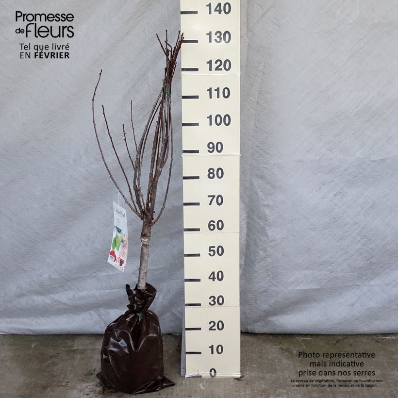 Spécimen de Cerisier nain Maynard - Prunus cerasus tel que livré en hiver