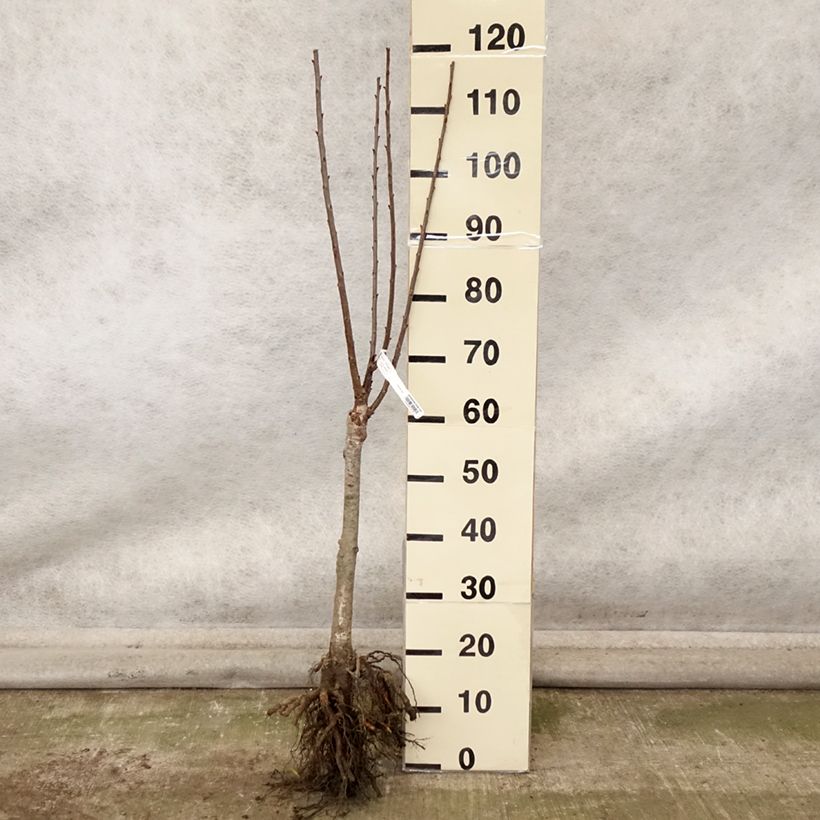 Spécimen de Cerisier nain Maynard - Prunus cerasus Racines nues, 1/4 de tige tel que livré en automne