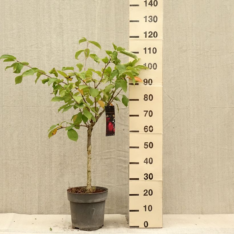 Spécimen de Cerisier nain Piemont Pot de 7,5L/10L, Tige de 30 cm tel que livré en été