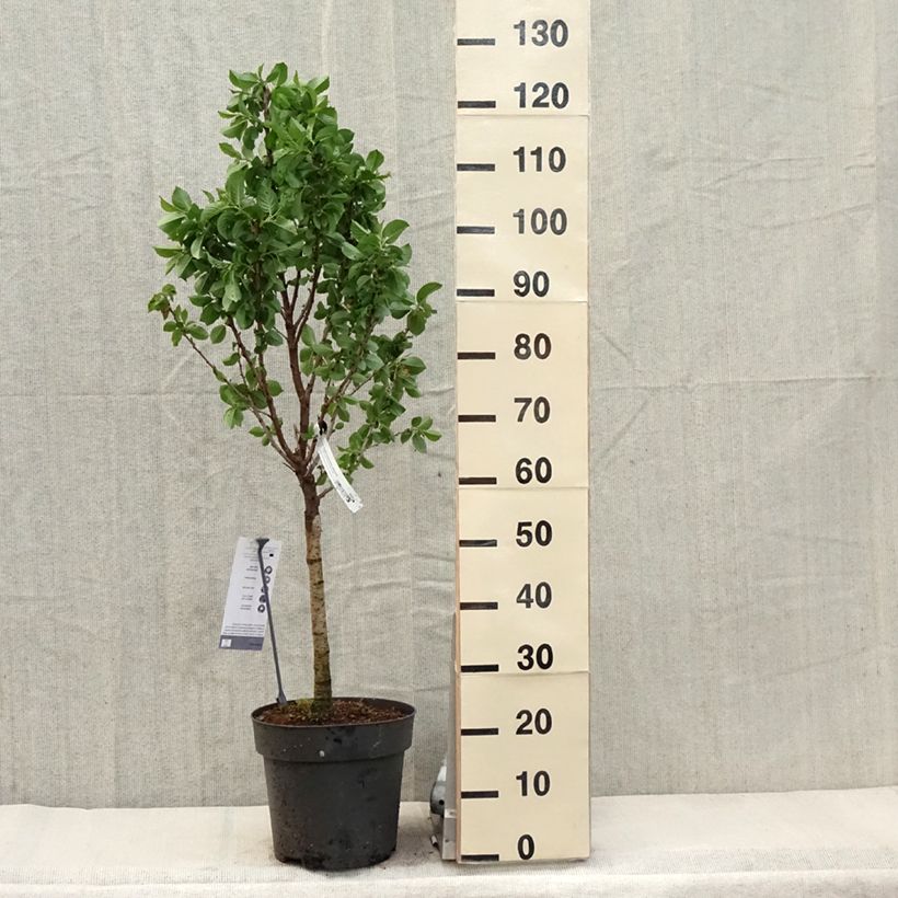 Spécimen de Cerisier nain Piemont - Pot de 7,5L/10L tel que livré au printemps