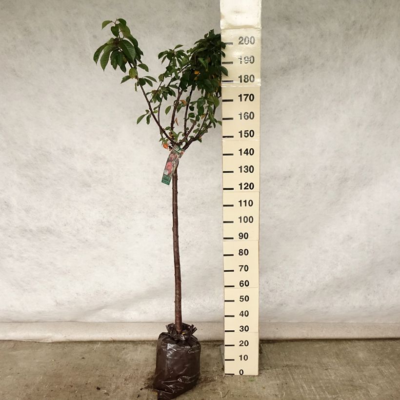 Spécimen de Cerisier Allegria Delbard - Prunus cerasus  Motte "Prêt-à-planter", Demi-Tige tel que livré en été