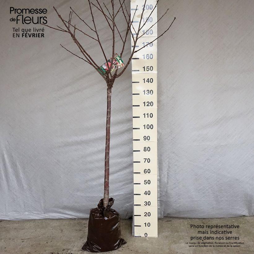 Spécimen de Cerisier Allegria Delbard - Prunus cerasus  tel que livré en hiver