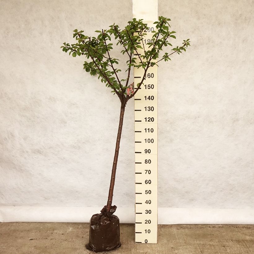 Spécimen de Cerisier Allegria Delbard - Prunus cerasus  Motte "Prêt-à-planter", Demi-TigeHauteur livrée env. 90/+cm tel que livré au printemps