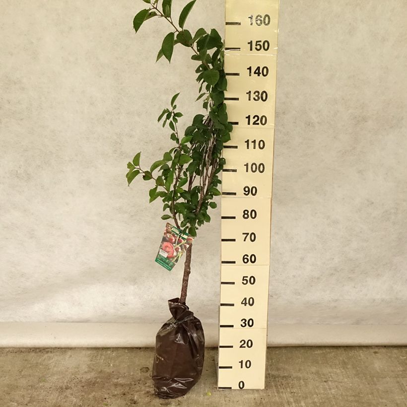 Spécimen de Cerisier Allegria Delbard - Prunus cerasus  Motte "Prêt-à-planter", Gobelet tel que livré en été