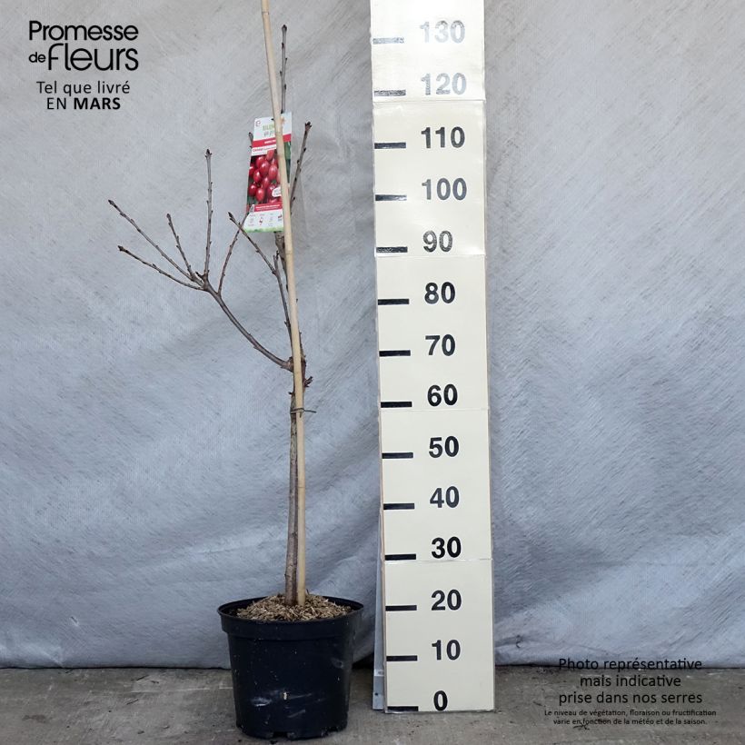 Spécimen de Cerisier Rainier - Prunus cerasus tel que livré au printemps
