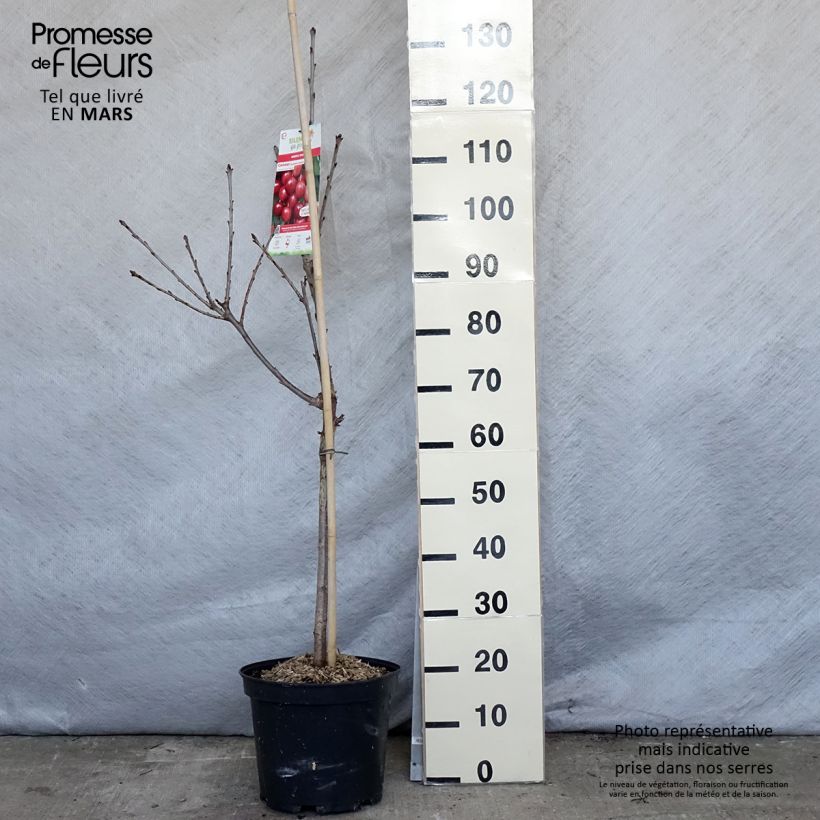 Spécimen de Cerisier Rainier - Prunus cerasus Pot de 7,5L/10L tel que livré au printemps