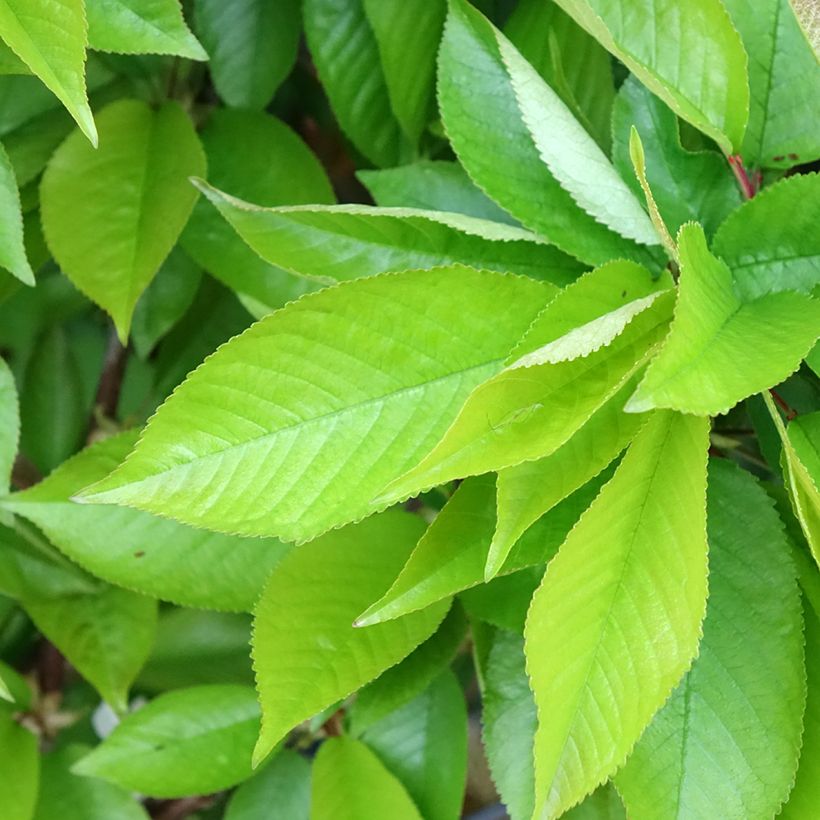 Cerisier Rainier - Prunus cerasus (Feuillage)