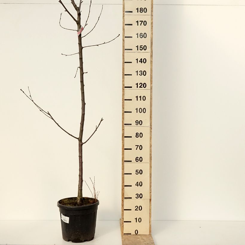 Spécimen de Cerisier Regina - Prunus avium - Pot de 20L/25L - 1016 tel que livré en hiver