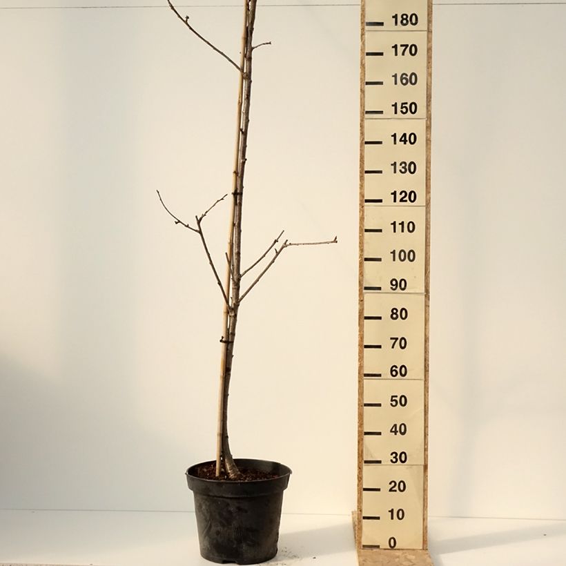 Spécimen de Cerisier Staccato - Prunus avium - Pot de 20L/25L - 1016 tel que livré en hiver