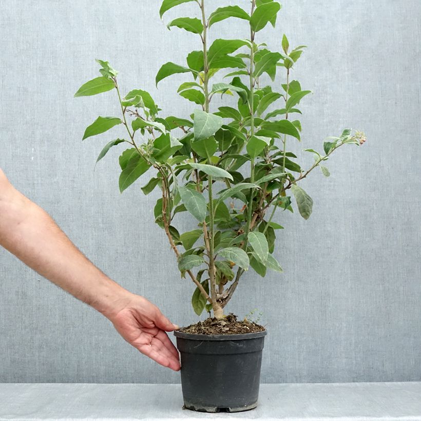 Spécimen de Cestrum fasciculatum Newellii - Cestreau rouge du Mexique Pot de 3L/4L tel que livré en été