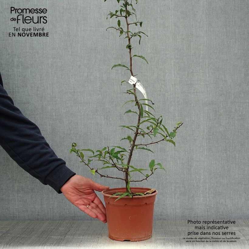 Spécimen de Chaenomeles cathayensis - Cognassier de Cathay Pot de 3L/4L tel que livré en automne