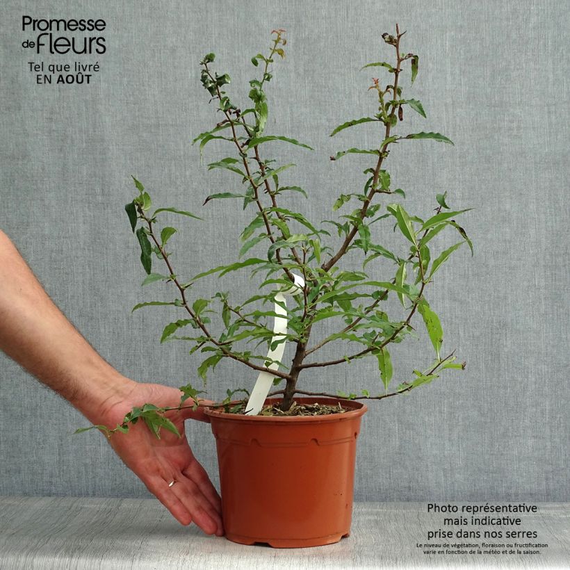 Spécimen de Chaenomeles cathayensis - Cognassier de Cathay Pot de 3L/4L tel que livré en été