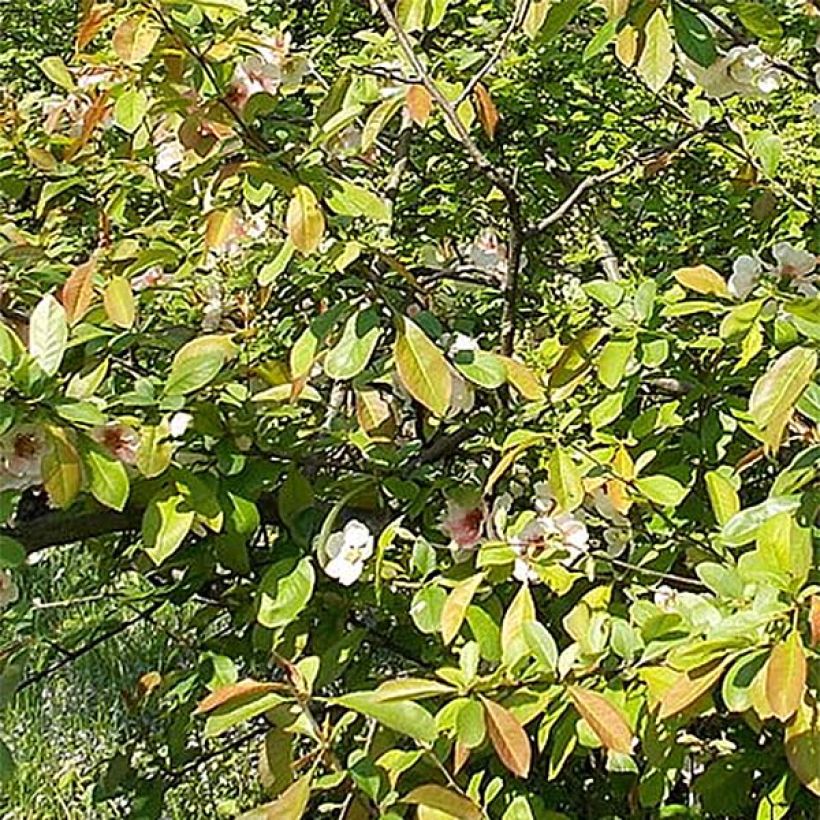 Cognassier du Japon Falconnet Charlet - Chaenomeles speciosa (Feuillage)