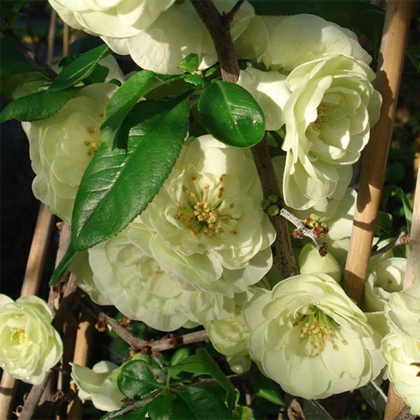 Cognassier du Japon Kinshiden - Chaenomeles speciosa (Floraison)