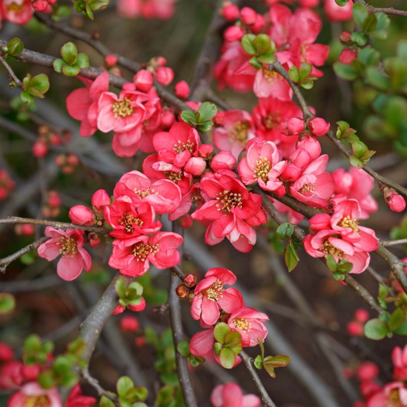 Cognassier du Japon Pink Lady - Chaenomeles superba  (Floraison)