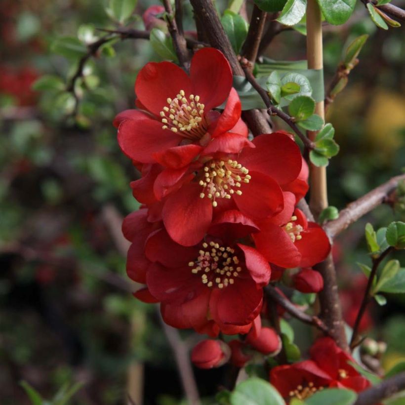 Cognassier du Japon - Chaenomeles x superba Elly Mossel (Floraison)