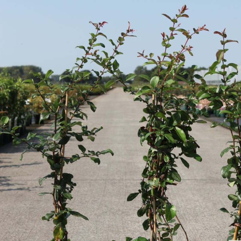 Cognassier du Japon - Chaenomeles x superba Elly Mossel (Feuillage)