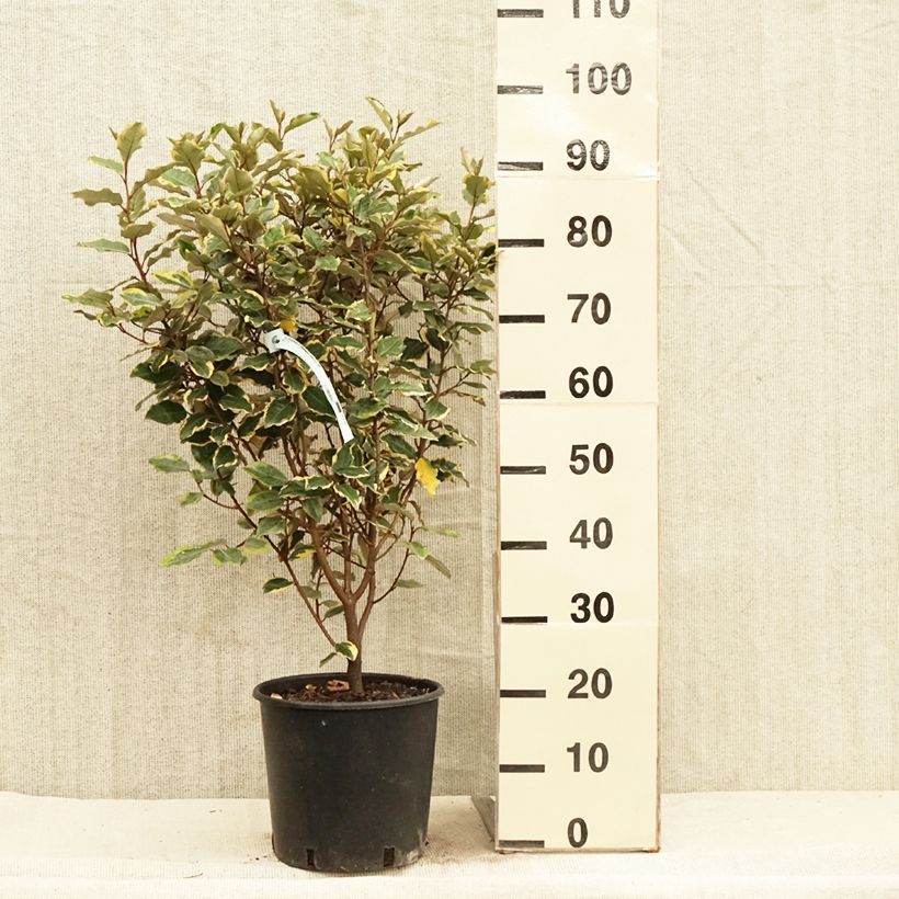 Spécimen de Elaeagnus x ebbingei Viveleg - Chalef Pot de 7,5L/10LHauteur livrée env. 60/70cmcm tel que livré au printemps