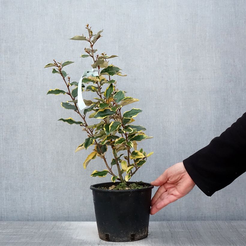 Spécimen de Elaeagnus x ebbingei Viveleg - Chalef Pot de 3L/4LHauteur livrée env. 30/40cm tel que livré au printemps