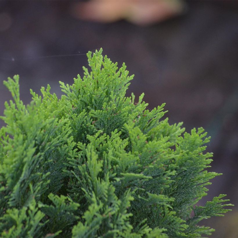 Chamaecyparis law.Minima Glauca - Faux cyprès (Feuillage)