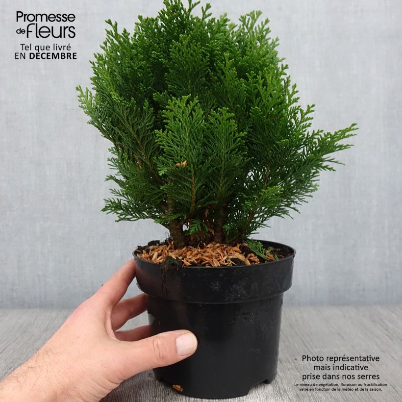 Spécimen de Chamaecyparis law.Minima Glauca - Faux cyprès Pot de 2L/3L tel que livré en automne