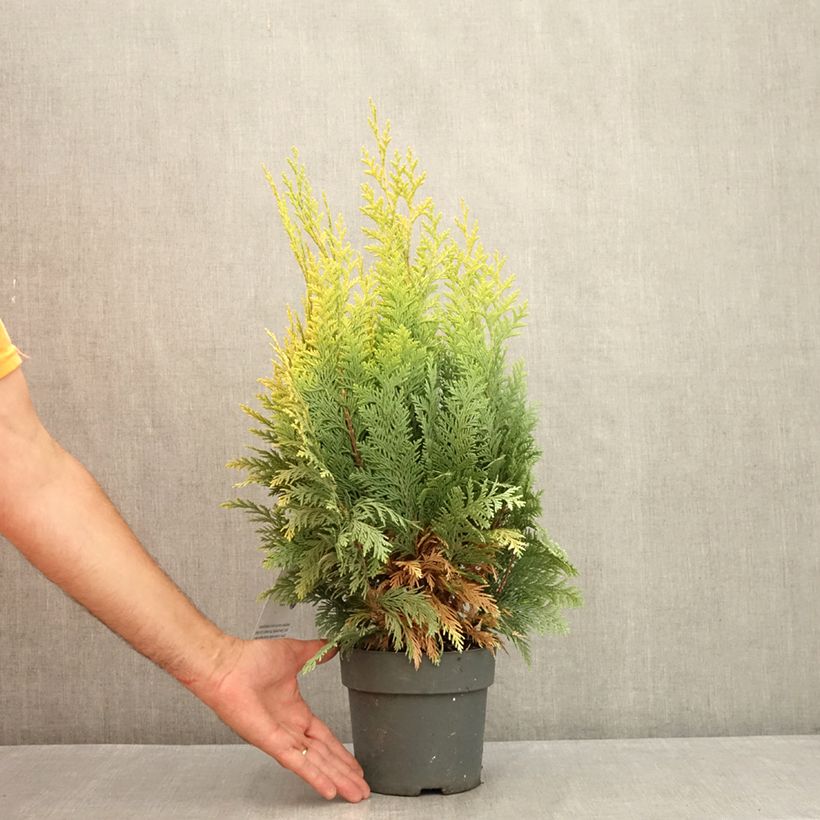 Spécimen de Chamaecyparis lawsoniana Alumigold - Cyprès de Lawson  Pot de 2L/3L tel que livré en été