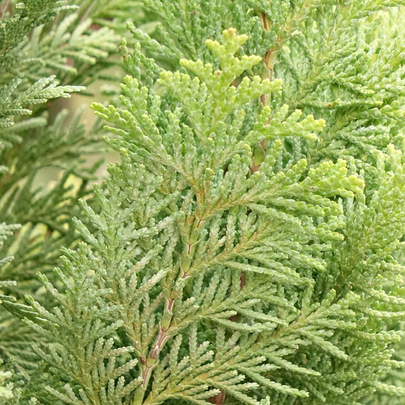Chamaecyparis lawsoniana Alumigold - Cyprès de Lawson (Feuillage)