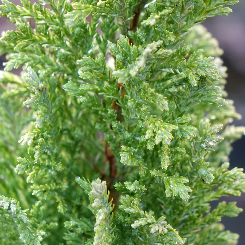 Chamaecyparis lawsoniana Elwood's Gold -Cyprès de Lawson (Feuillage)