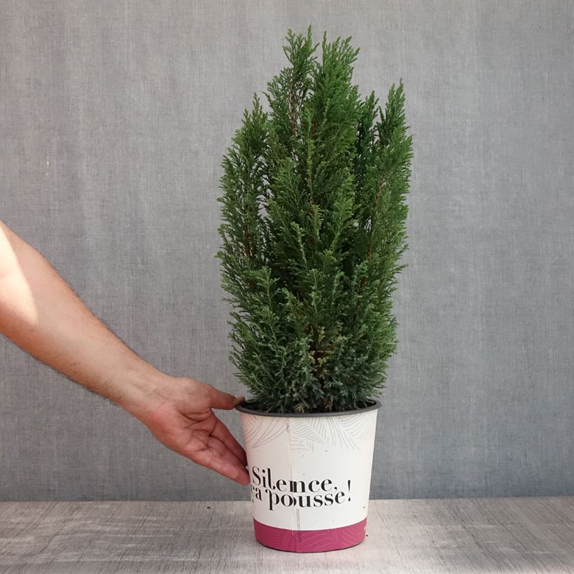 Spécimen de Chamaecyparis lawsoniana Elwoodii - Cyprès de Lawson  Pot de 4L/5L tel que livré en été