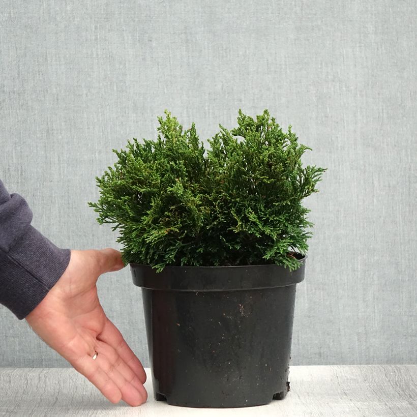 Spécimen de Chamaecyparis lawsoniana Green Globe - Cyprès de Lawson nain            Pot de 2L/3L tel que livré en été