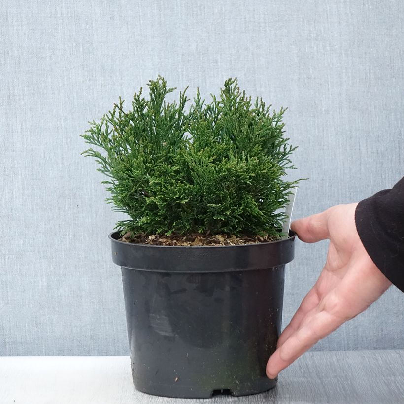 Spécimen de Chamaecyparis lawsoniana Green Globe - Cyprès de Lawson nain            Pot de 2L/3LHauteur livrée env. 20/25cm tel que livré au printemps