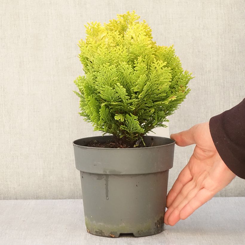 Spécimen de Chamaecyparis lawsoniana Minima Aurea - Cyprès de Lawson nain - Pot de 2L/3L tel que livré au printemps