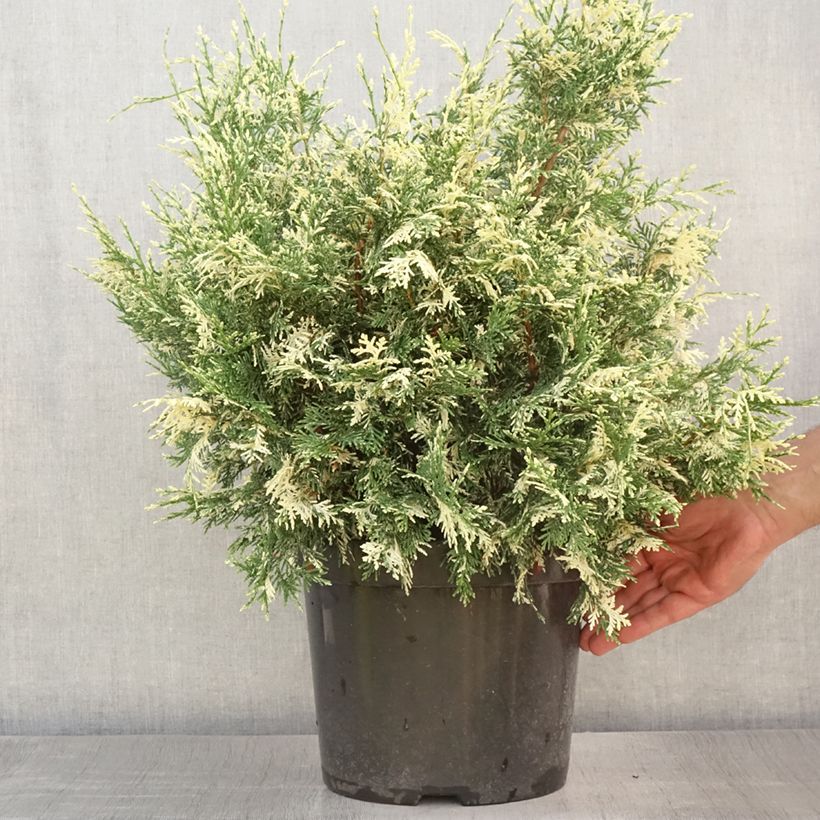 Spécimen de Chamaecyparis lawsoniana Pearly Swirls - Cyprès de Lawson Pot de 7,5L/10L tel que livré en été