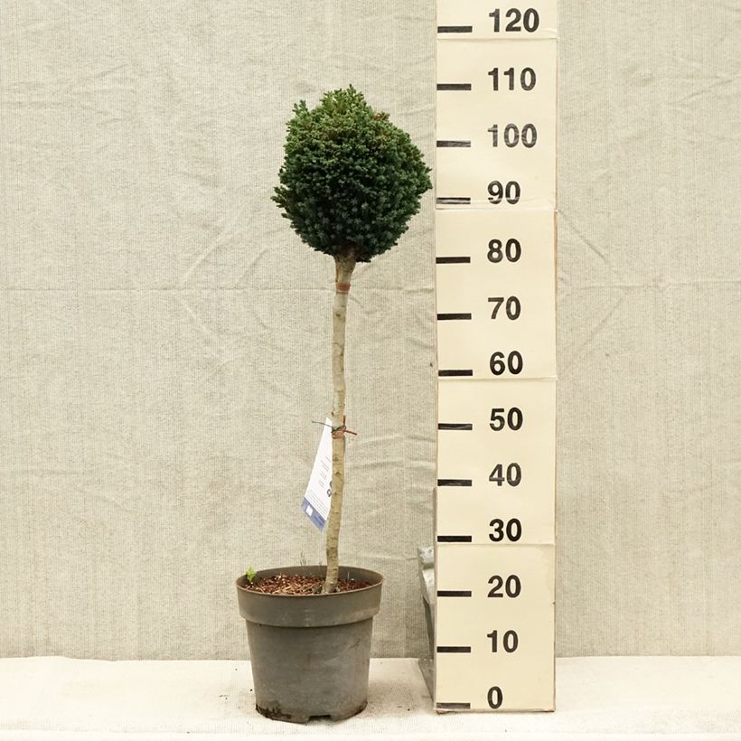 Spécimen de Chamaecyparis lawsoniana Rimpelaar - Cyprès de Lawson nain Pot de 7,5L/10L, Tige de 60 cm tel que livré en été