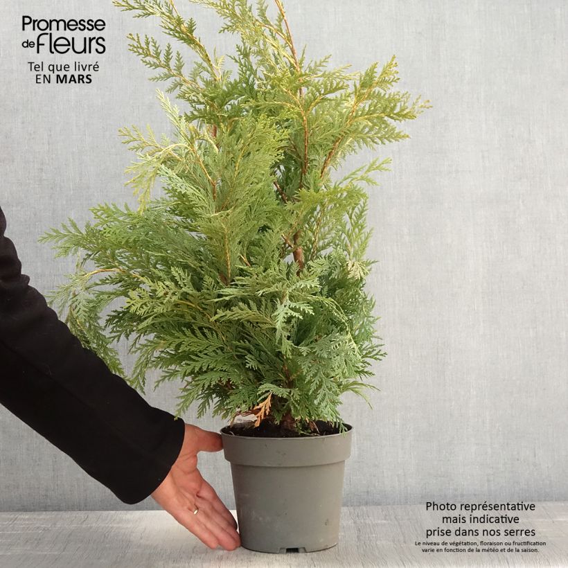 Spécimen de Chamaecyparis lawsoniana Sunkist - Cyprès de Lawson nain - Pot de 2L/3L tel que livré au printemps