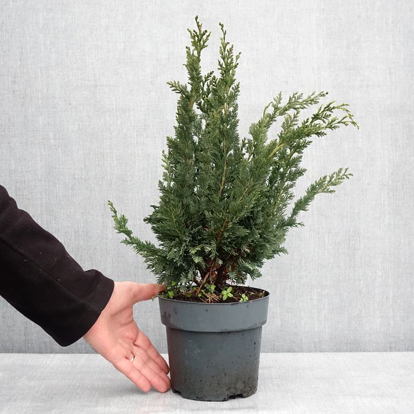 Spécimen de Chamaecyparis lawsoniana Wissel's Saguaro - Cyprès de Lawson Pot de 2L/3L tel que livré en hiver
