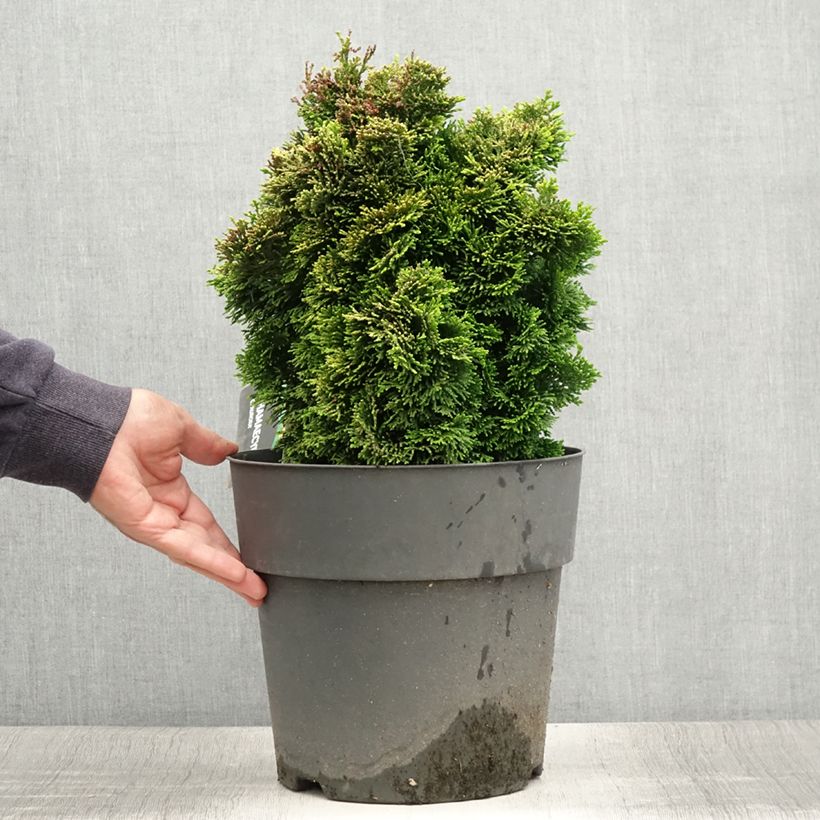 Spécimen de Chamaecyparis obtusa Aurea - Faux cyprès hinoki du Japon                      Pot de 12L/15L, Tige de 60 cm tel que livré en été