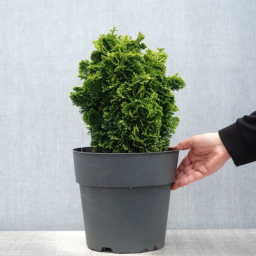 Spécimen de Chamaecyparis obtusa Aurea - Faux cyprès hinoki du Japon                      Pot de 12L/15L, Tige de 60 cm tel que livré au printemps
