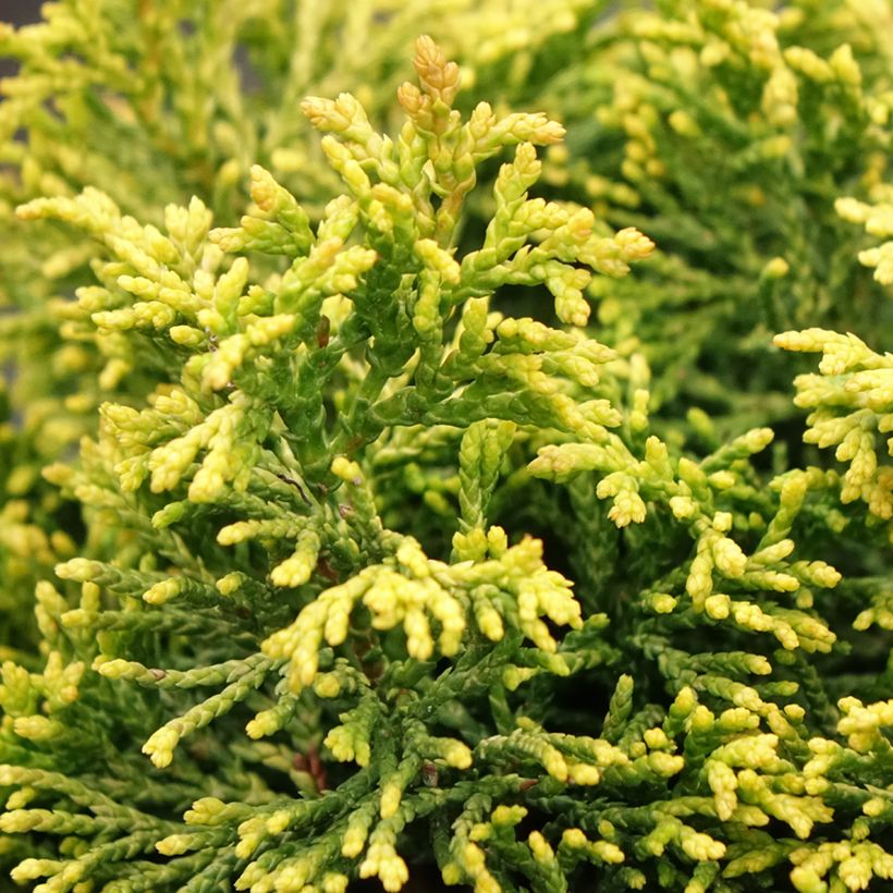 Chamaecyparis obtusa Butterball - Cyprès hinoki du Japon (Feuillage)