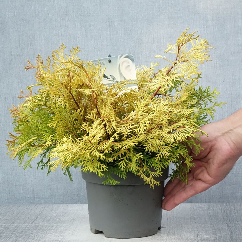 Spécimen de Chamaecyparis obtusa Kamarachiba - Faux cyprès hinoki du Japon                Pot de 2L/3L tel que livré en été