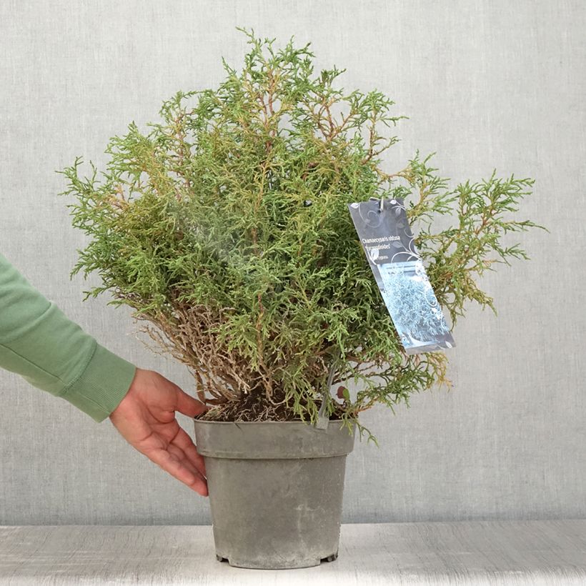 Spécimen de Chamaecyparis obtusa Lycopodioides - Faux cyprès hinoki du Japon Pot de 4L/5L tel que livré en été