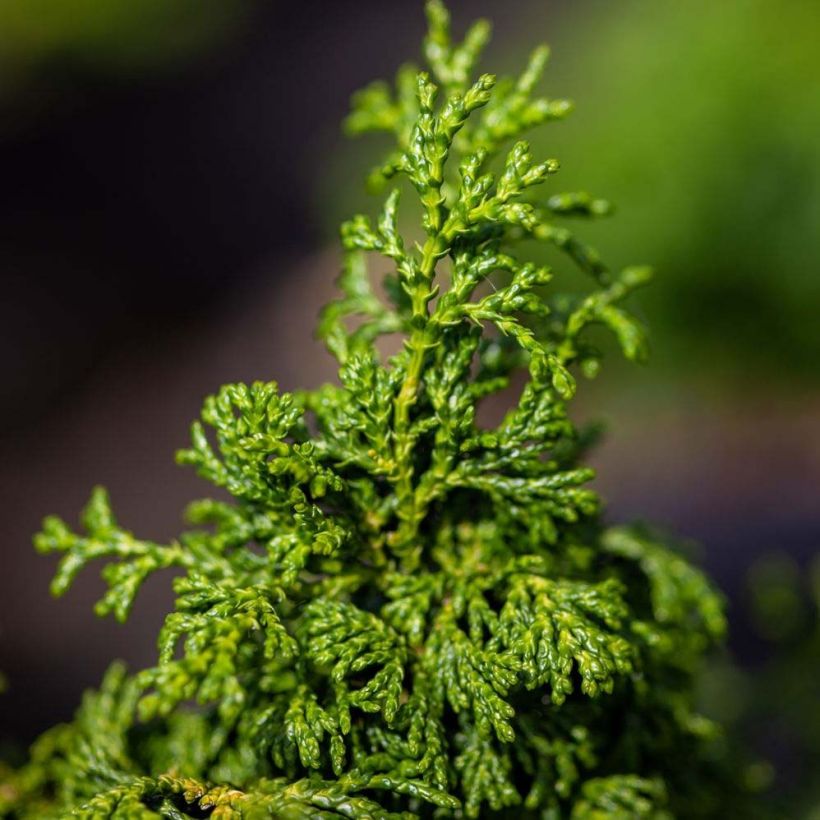 Cyprès hinoki du Japon - Chamaecyparis obtusa Maureen (Feuillage)