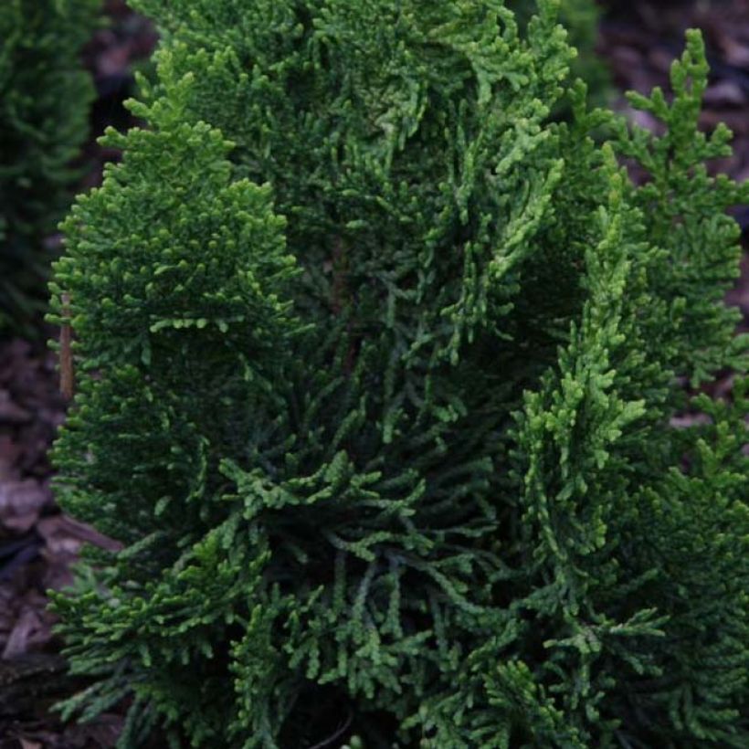 Cyprès hinoki du Japon - Chamaecyparis obtusa Meroki Twin (Feuillage)