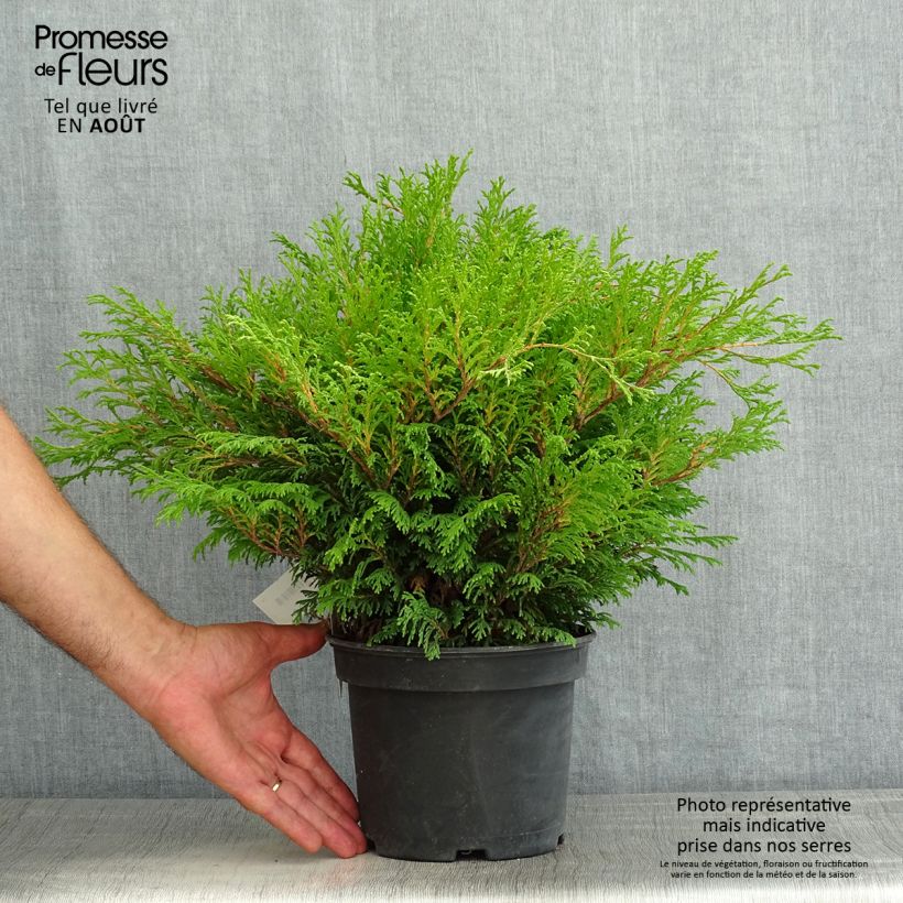 Spécimen de Chamaecyparis pisifera Filip's Happy Day - Cyprès Sawara         Pot de 2L/3L tel que livré en été
